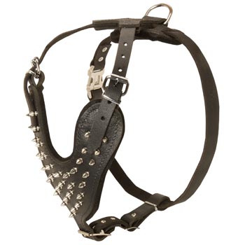 Spiked Leather Harness for English Pointer Walking