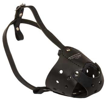 Walking Leather Muzzle for English Pointer