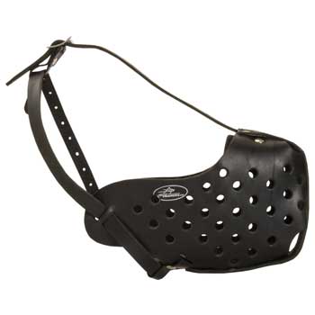 Safe Leather Muzzle for English Pointer Walking